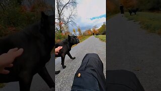 Off Leash Cane Corsos #dog #canecorso #dogtraining