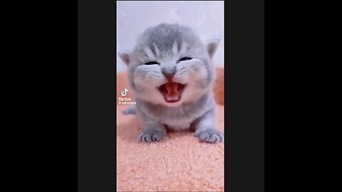 Cute Funny Kitty Cat Video