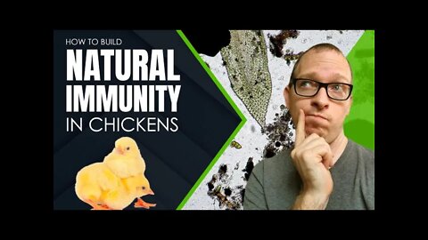 How To Build Natural Immunity In Your Backyard Chickens