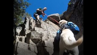 Mountain climbing pup lives for this stuff.