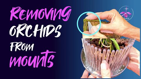 How to SAFELY remove #Orchids from their mounts | Your ORCHITOPS | ❤️THANKS❤️| Beginner Orchid Care