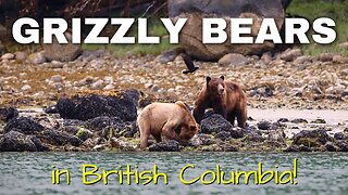 We found GRIZZLY BEARS on the beach while cruising in British Columbia, Canada! [MV FREEDOM]