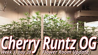 Cherry Runtz OG Week 3, Day 20: Spider Farmer SE7000 Flower Room Update