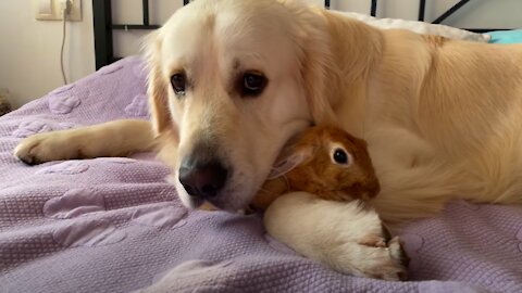 Can a Dog befriend a Rabbit? Bailey and Sam - Cutest Friends