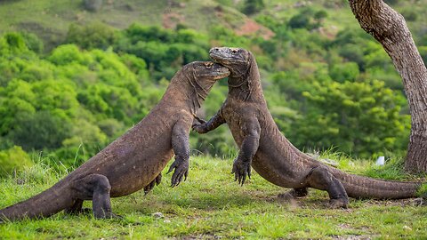 Duel between the Animals # Wild MMA #