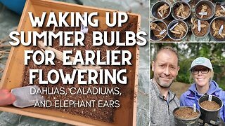 😴 Waking Up Summer Bulbs for Earlier Flowering | When to Plant Summer Bulbs 😴