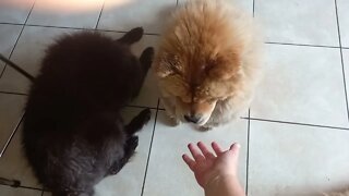 #shorts Dream Infinity Brand 88-Exstreme Chow Dog Living in South Africa Tea Time Part 2, Give Paw