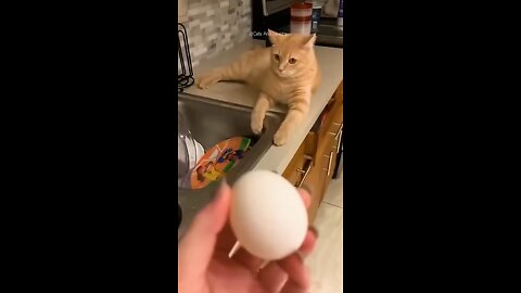 Funny_cats_😂_episode_11_#shorts(720p)