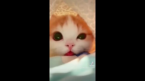 #cats #funny #ramble #viral #USA #UK #CANADA #tiktok #UAE #FRANCE