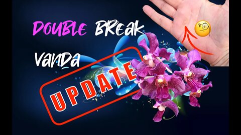 HOW I am SAVING Vanda Chao Praya | DOUBLE BREAK in stem | Papilionanthe UPDATE #teresvanda