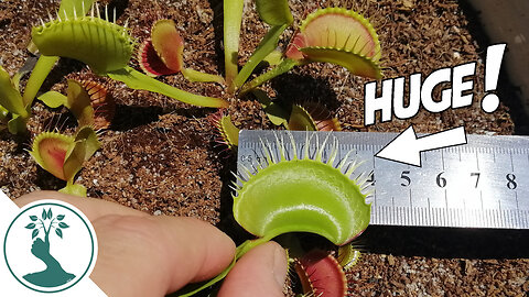 My Carnivorous Plants Collection - Huge Fly Traps! Cephelotus & Nepenthes