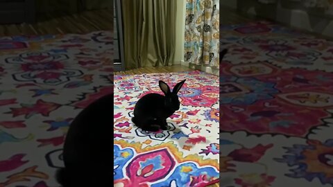 Rabbit | Minirex Bunny | Malaysia
