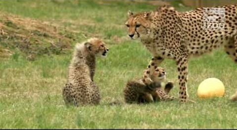 4 Month Old Cheetah Cubs - Cincinnati Zoo