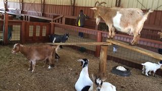13 Reasons Why We Love Goats