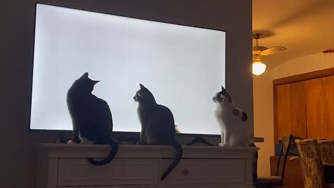 cat tv
