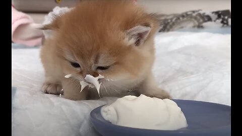 Adorable kittens | Best Compilation