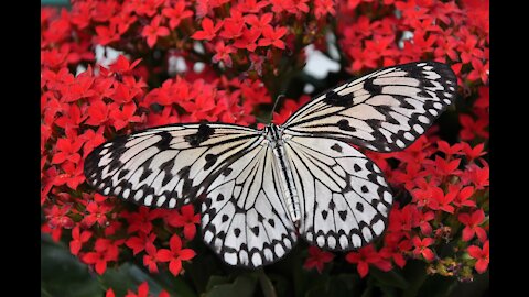 See the beauty of nature in Butterfly