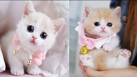 The cutest kitten Meow Video Compilation I Cat Video