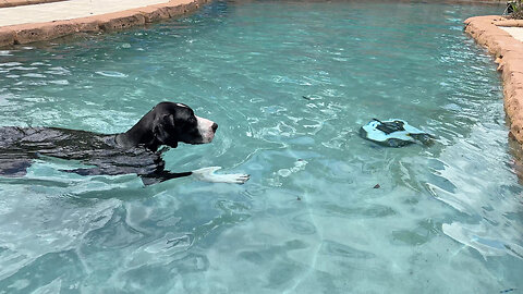 Water-loving Great Dane supervises the pool cleaning robot
