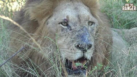 Raw Africa | African Lions With A Zebra Meal Hidden In The Shade