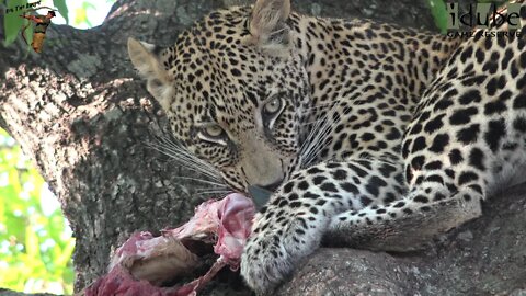 Hlab'nkunzi Female Leopard And Son, Sighting 10