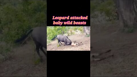 Leopard 🐆 Attacked baby wild beasts 2022 #youtubeshorts #shorts