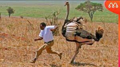 Amazing! Human Tries to Steal Eggs When Mother Ostrich Chasing Hyenas, Money To Protect Her Eggs