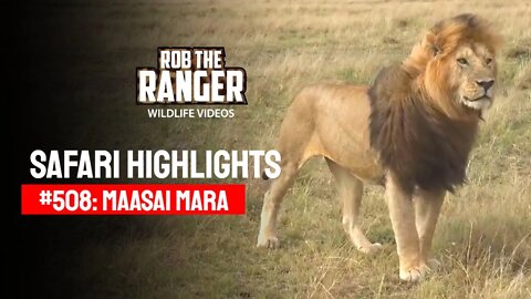 Safari Highlights #508: 09 & 10 October 2018 | Maasai Mara/Zebra Plains | Latest Wildlife Sightings