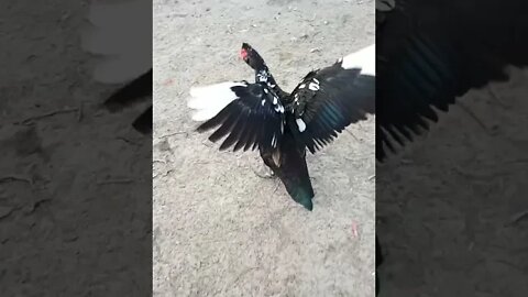 Nice Muscovy Drake and some other Muscovy