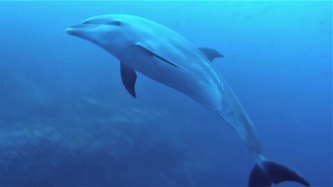 Scuba diver has dream encounter with dolphin pod in Galápagos Islands
