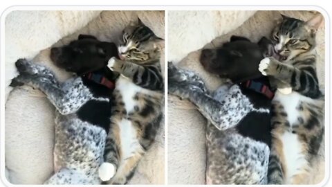 Precious kitten lovingly gives kisses to puppy best friend