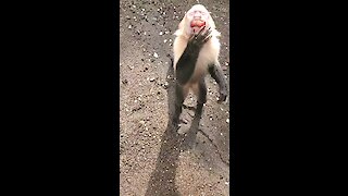 Monkey youngster adorably asks tourist for grapes