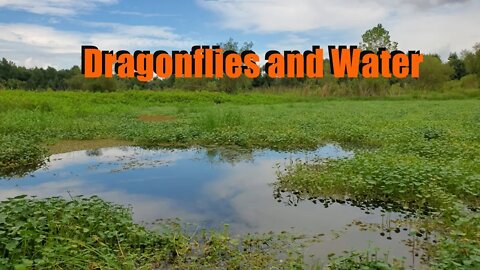 Dragonflies and Water at Okeeheepkee Prairie Preserve