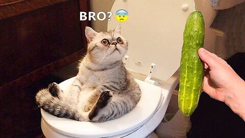 Funniest Animals 😅 New Funny Cats and Dogs Videos 😸🐶 Part 13