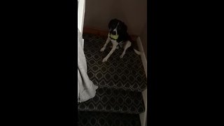 Dog learns how to play fetch by itself