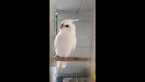 Beautiful White Coctatiel Bird