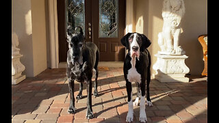 Great Dane's Slobber Shoelaces Photo Bomb Photo Shoot