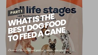 What is the best dog food to feed a cane corso?