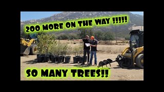 My Wife Ordered 250 TREES! And Now I Need To Get Them In The Ground. BIGGEST Project I've Ever Done.