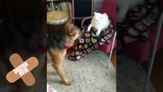 Cat Tries To Defend Her Blanket Whilst The Dog Tries To Steal It