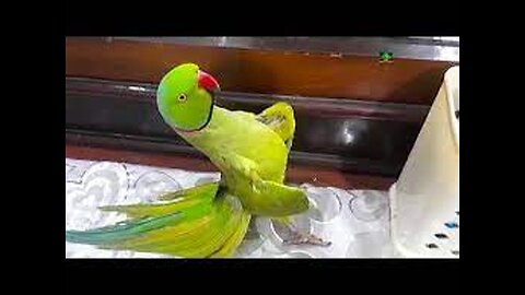 🦜Funny Parrot Talking Video woow!!