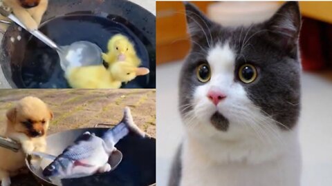 Funny & Cute Pets Life | Cute cat | CuteVNWorld | Animals Video cute clip