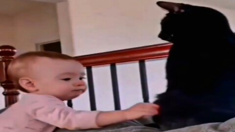 Cat Love With our Mom | Cat Lovely Funny Video