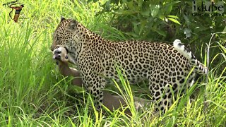 Leopard Catches A Duiker! Leap Of Leopards: Mother And Cubs (22)