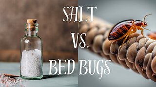 How To Get Rid Of Bed Bugs With Salt