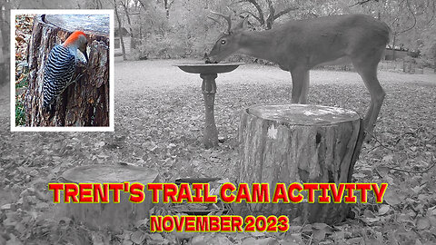 Trent's Trail Cam Activity - November 1st - 16th, 2023