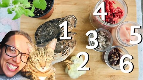 Why your cats need variety in their diet