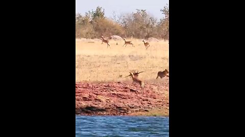 Impala Narrowly Escapes Lions Claws