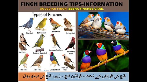 Zebra Finch breeding tips-Zebra Finch bird food list and Nest box cage setup-Zebra Finch care.