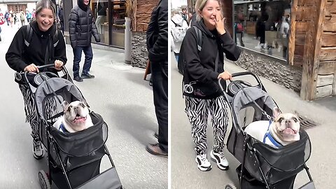 Excited French Bulldog Makes Hilarious Screaming Noises
